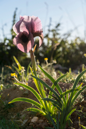Al-Arz;Iris;Iris-Cedreti;Kaleidos;Kaleidos-images;Lebanon;Middle-East;Near-East;Proche-Orient;Tarek-Charara;Flowers;Endemic;Endangered-species;Endemic-species;Critically-endangered;Critically-endangered-species